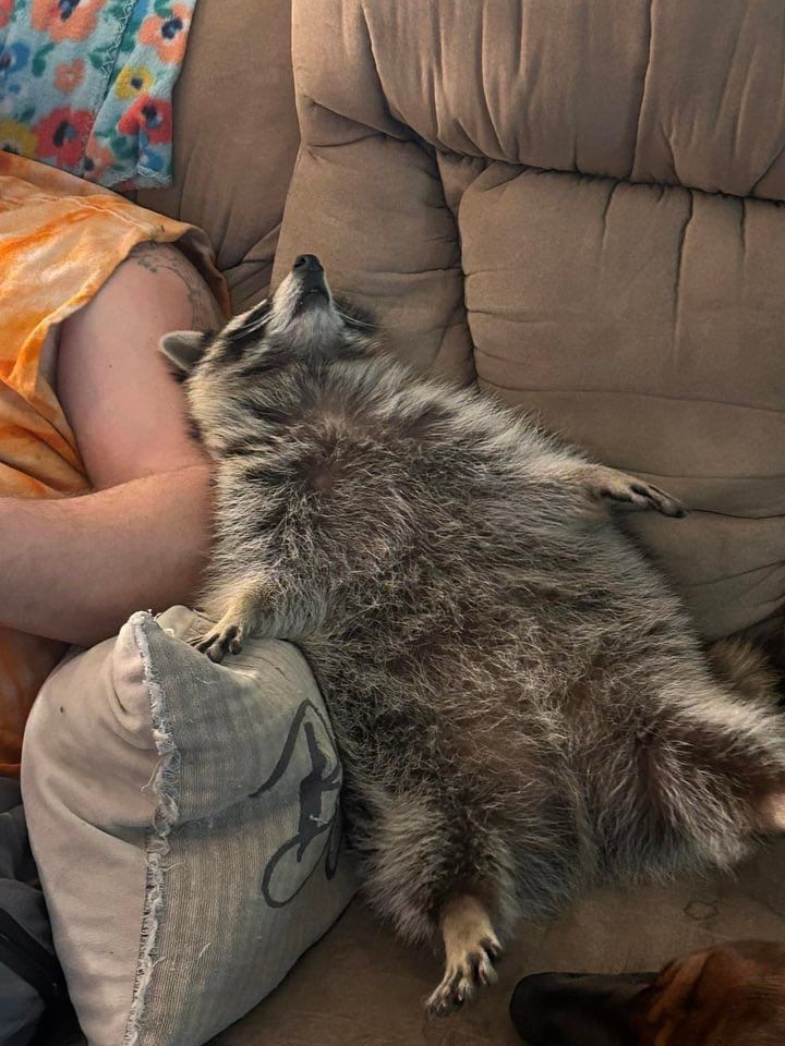 An adorable raccoon.