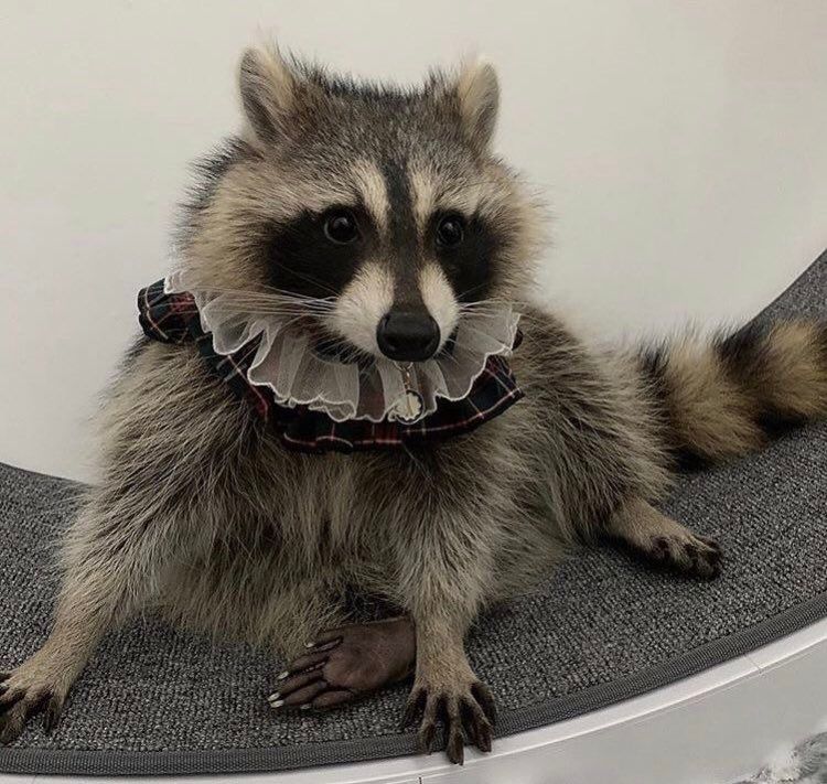 An adorable raccoon.