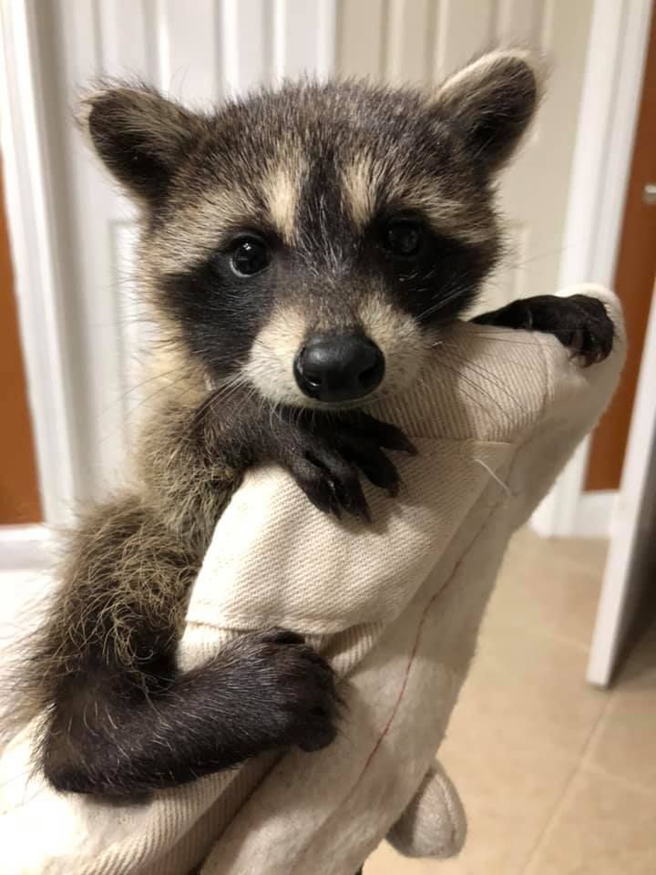 An adorable raccoon.