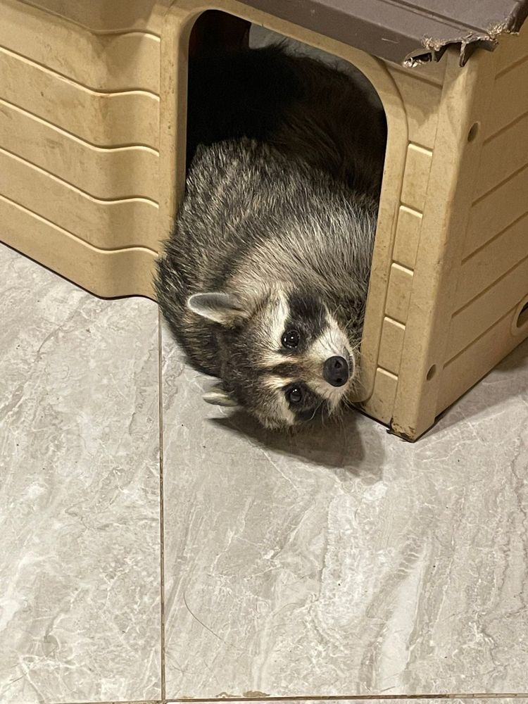 An adorable raccoon.