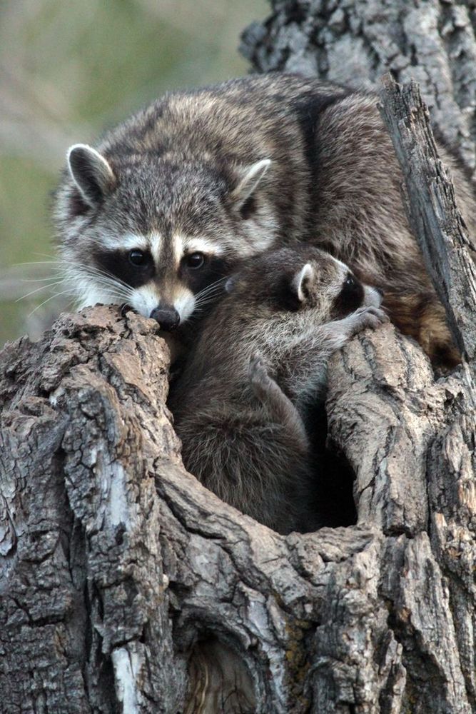 An adorable raccoon.