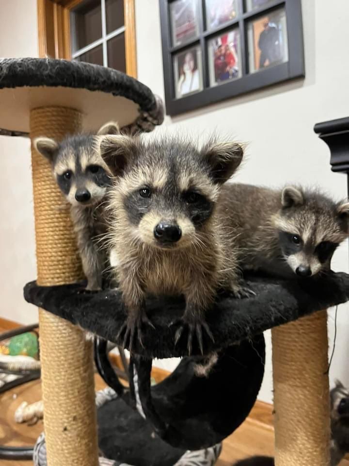An adorable raccoon.