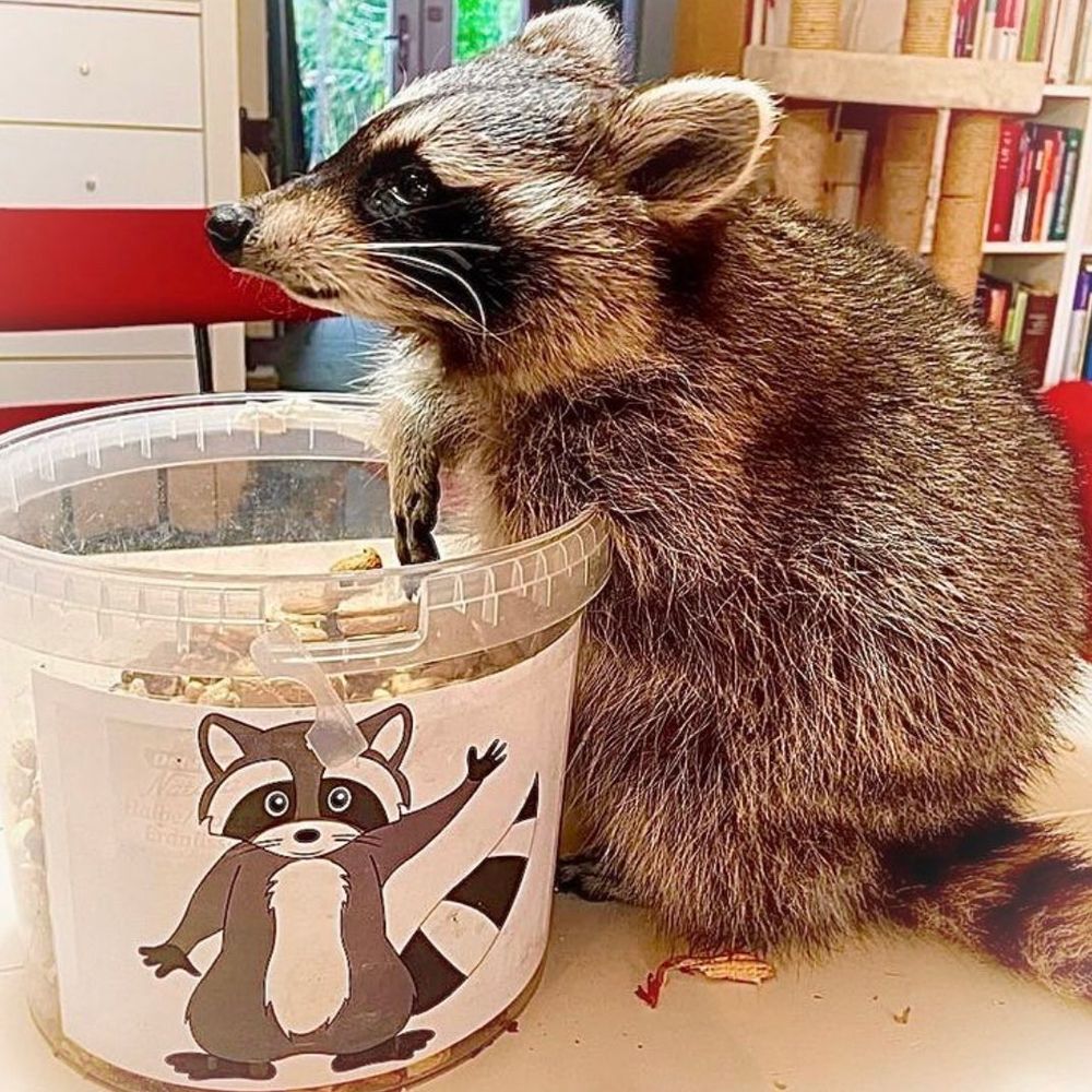 An adorable raccoon.