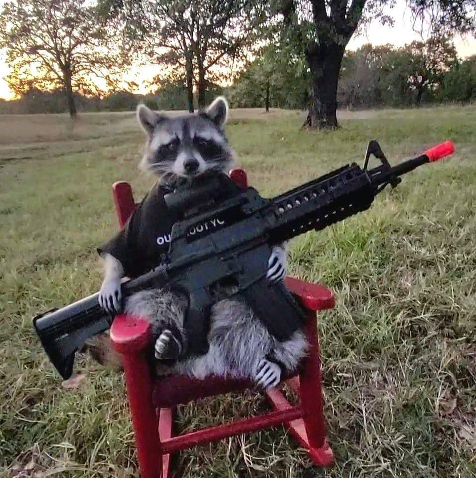 An adorable raccoon.