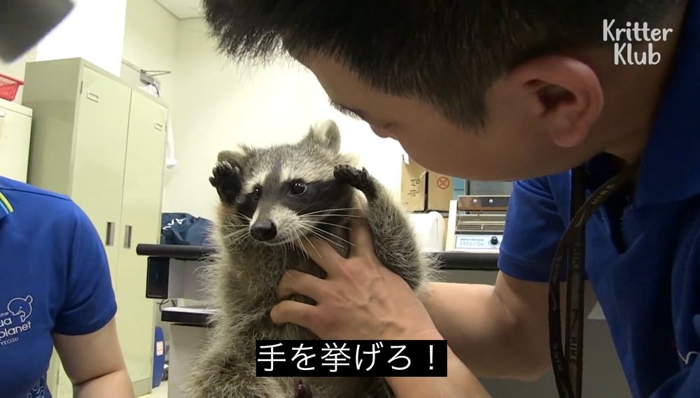 An adorable raccoon.