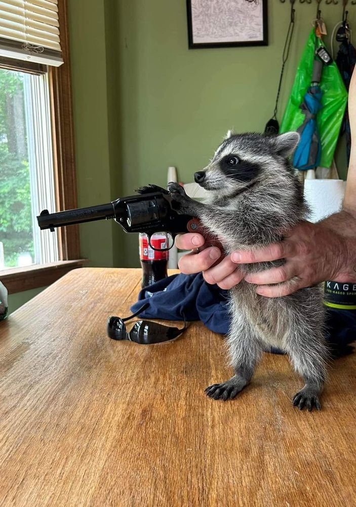 An adorable raccoon.
