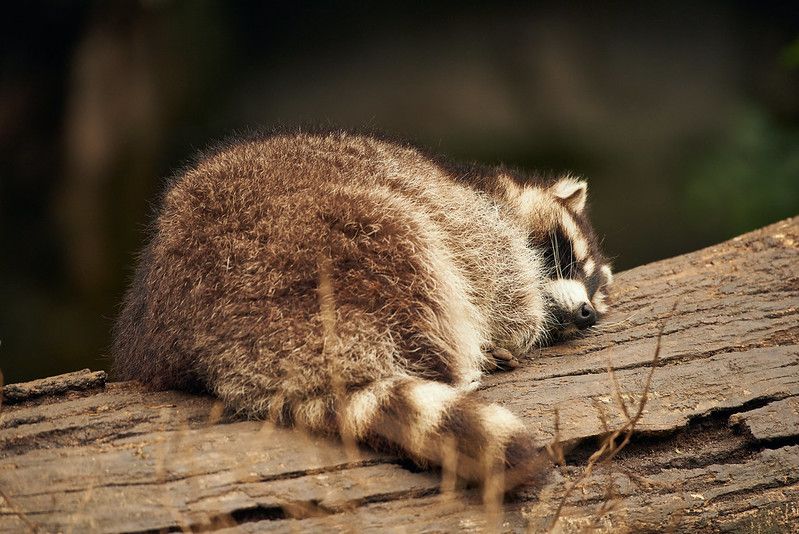 An adorable raccoon.