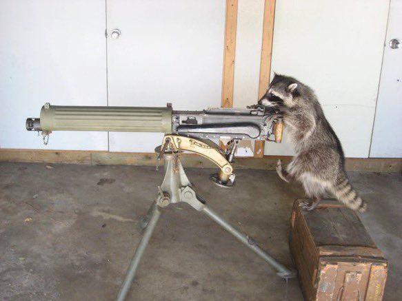 An adorable raccoon.