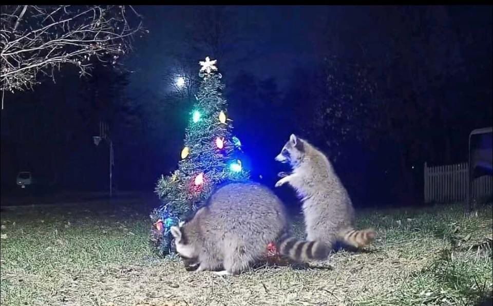 An adorable raccoon.