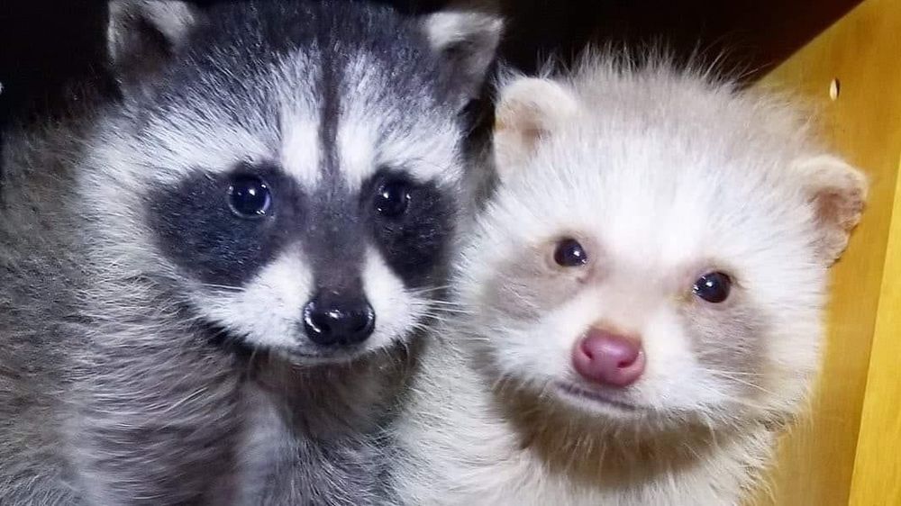 An adorable raccoon.