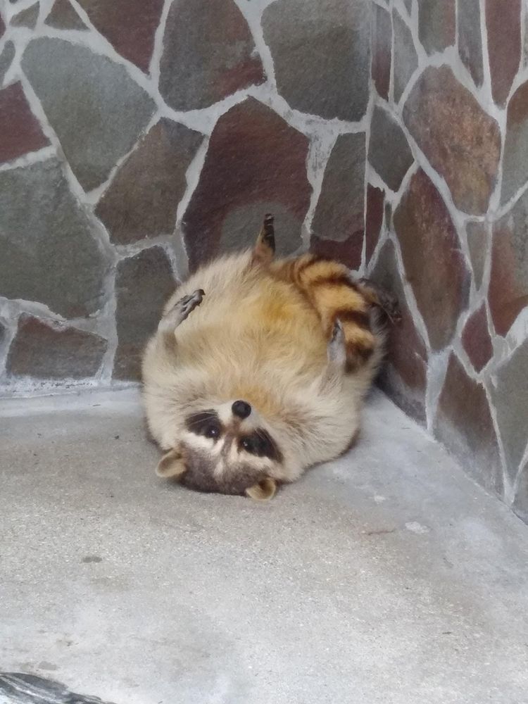 An adorable raccoon.