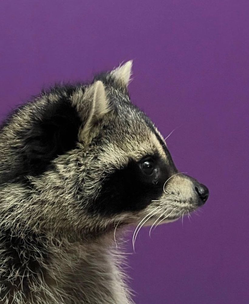An adorable raccoon.