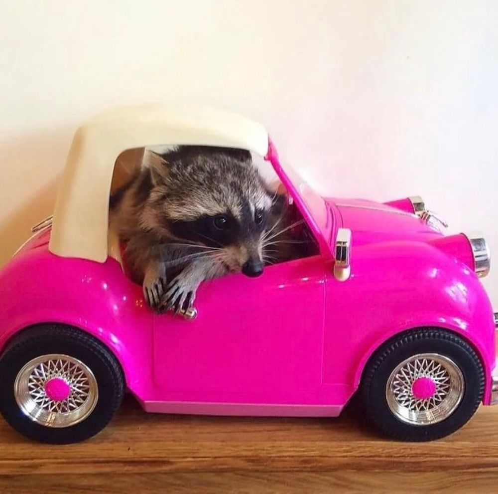 An adorable raccoon.