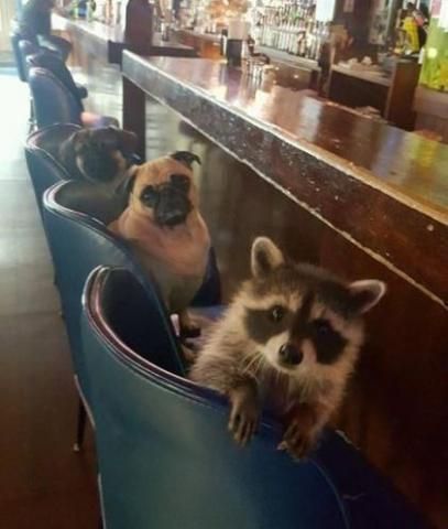 An adorable raccoon.