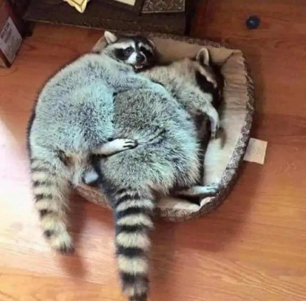 An adorable raccoon.