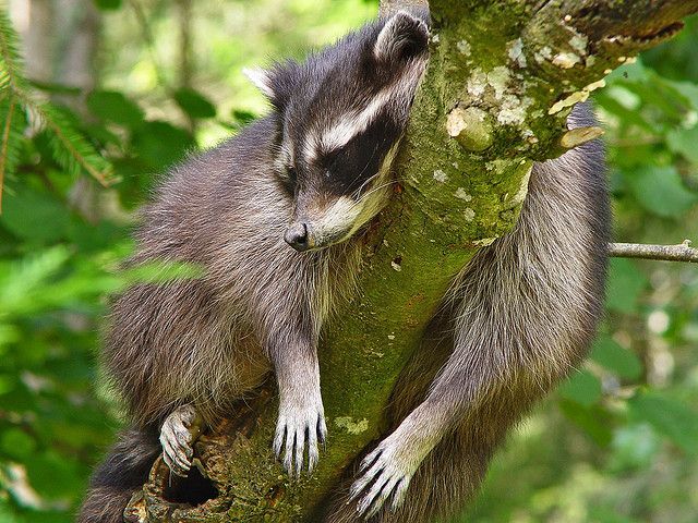 An adorable raccoon.