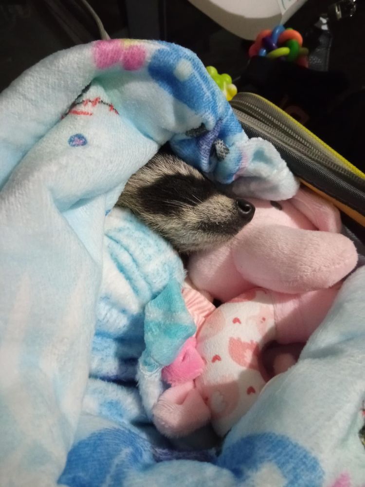 An adorable raccoon.