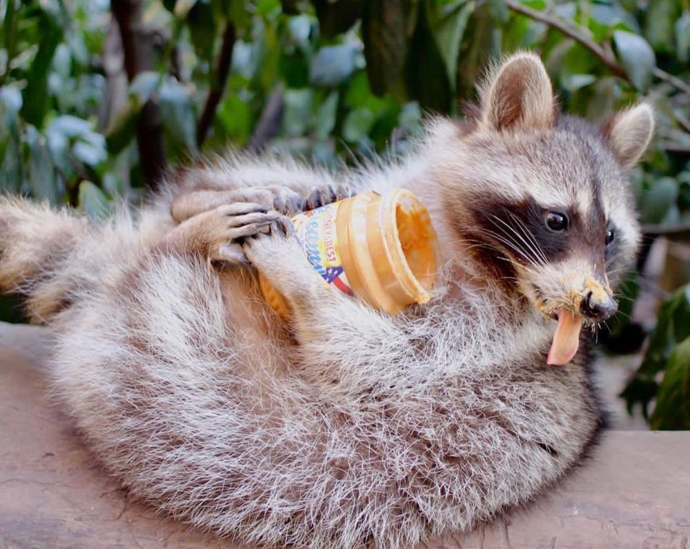An adorable raccoon.