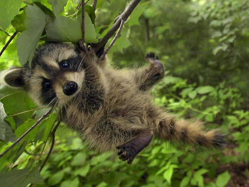 An adorable raccoon.