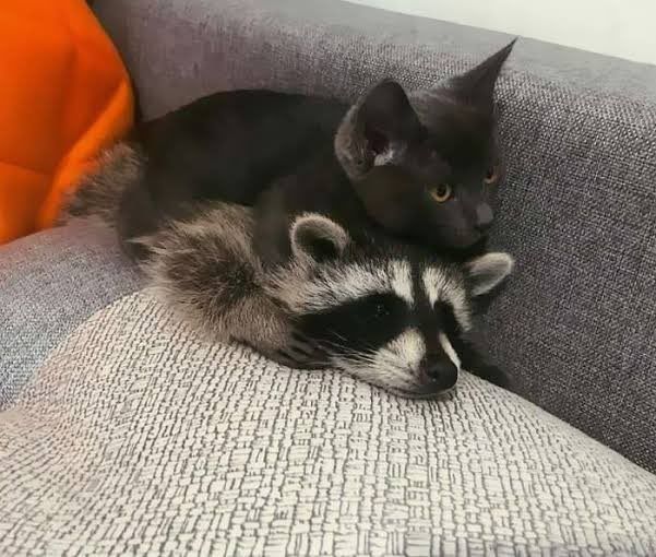 An adorable raccoon.