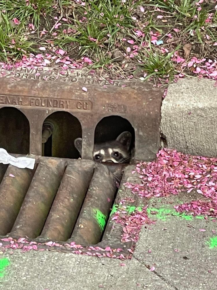 An adorable raccoon.