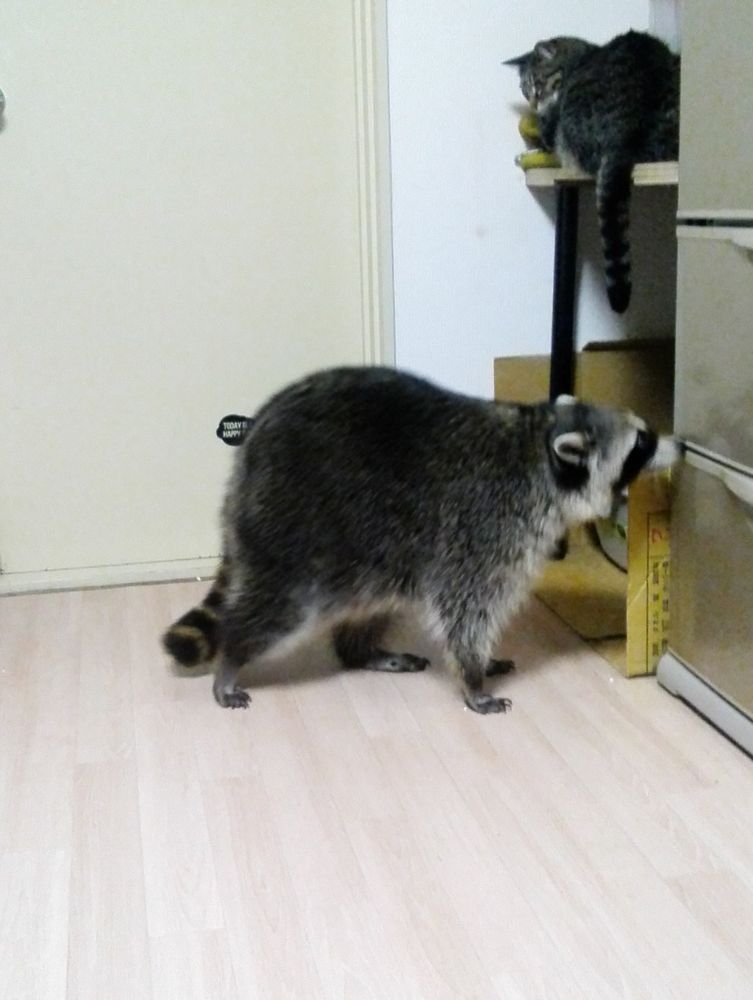An adorable raccoon.