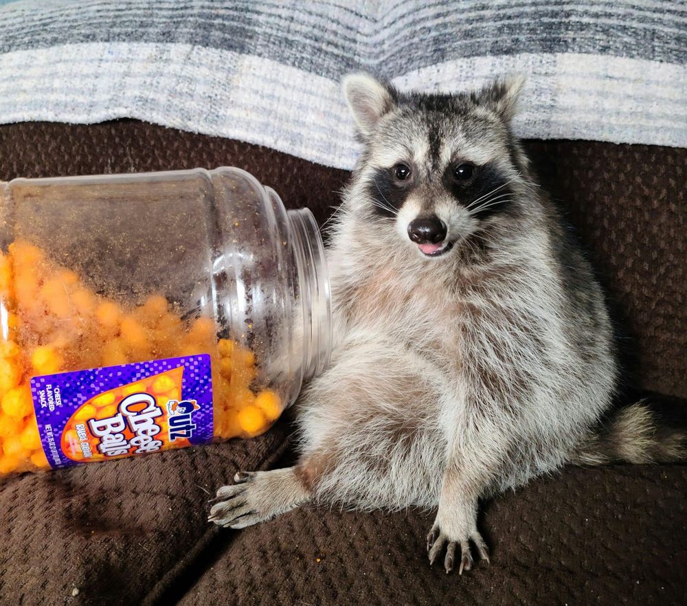 An adorable raccoon.
