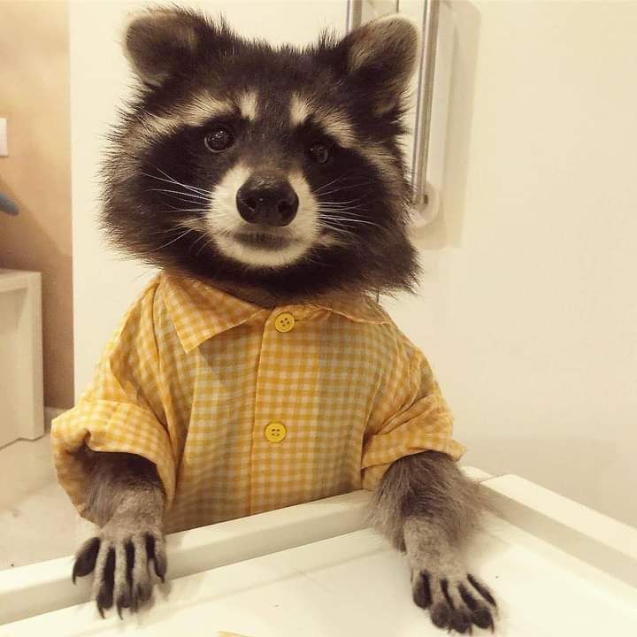 An adorable raccoon.