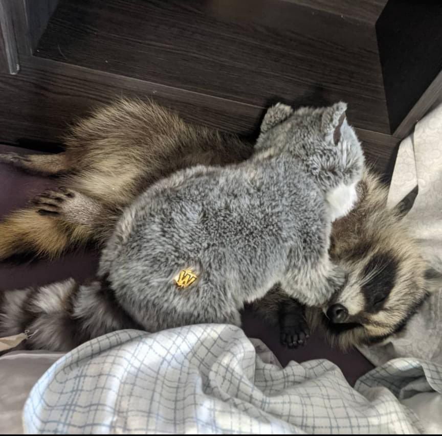 An adorable raccoon.