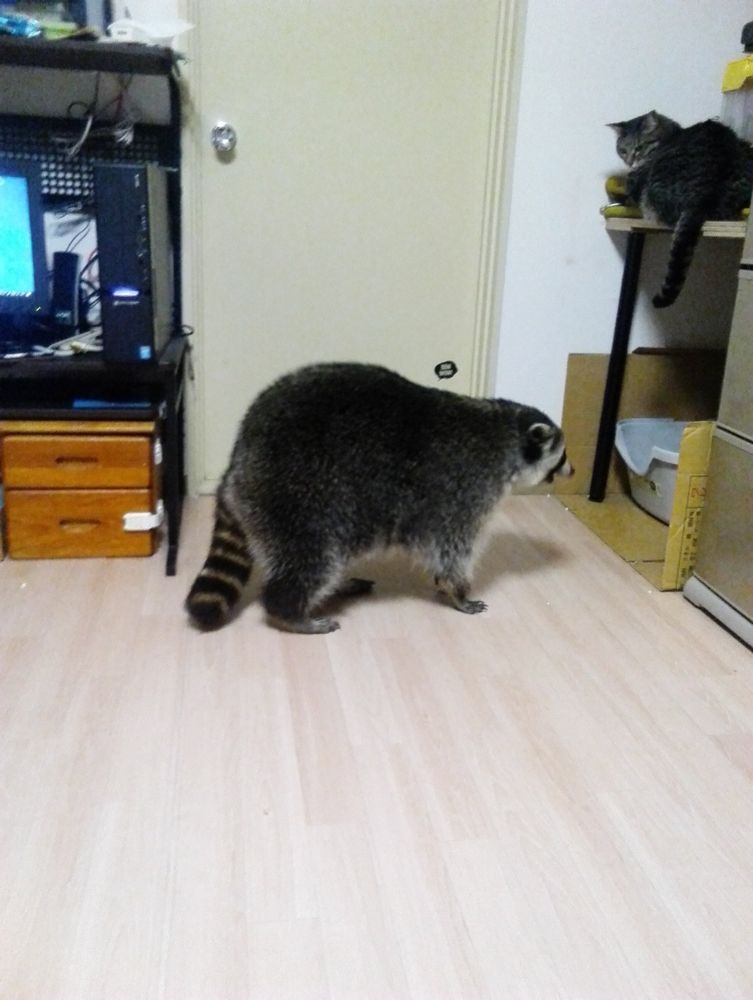 An adorable raccoon.