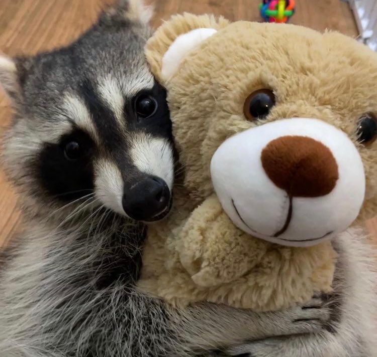 An adorable raccoon.