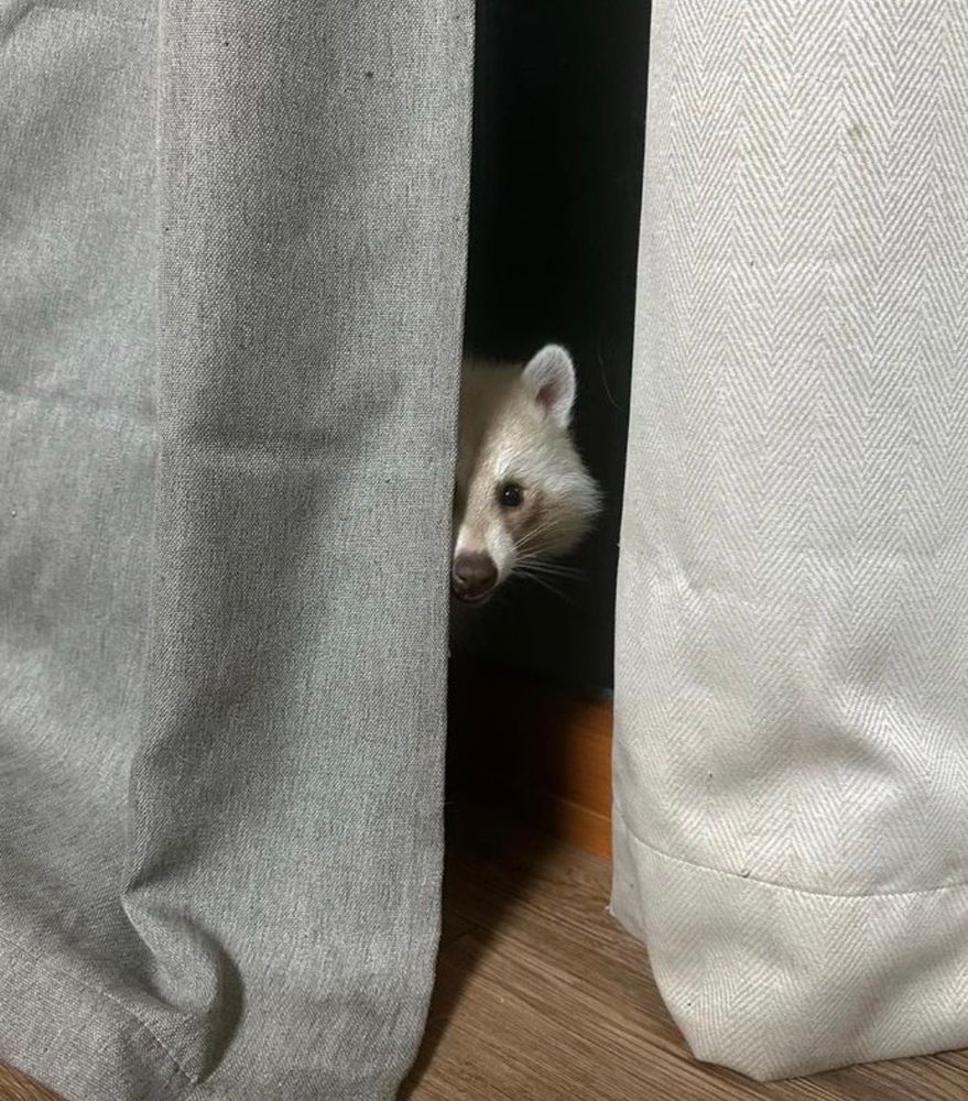 An adorable raccoon.