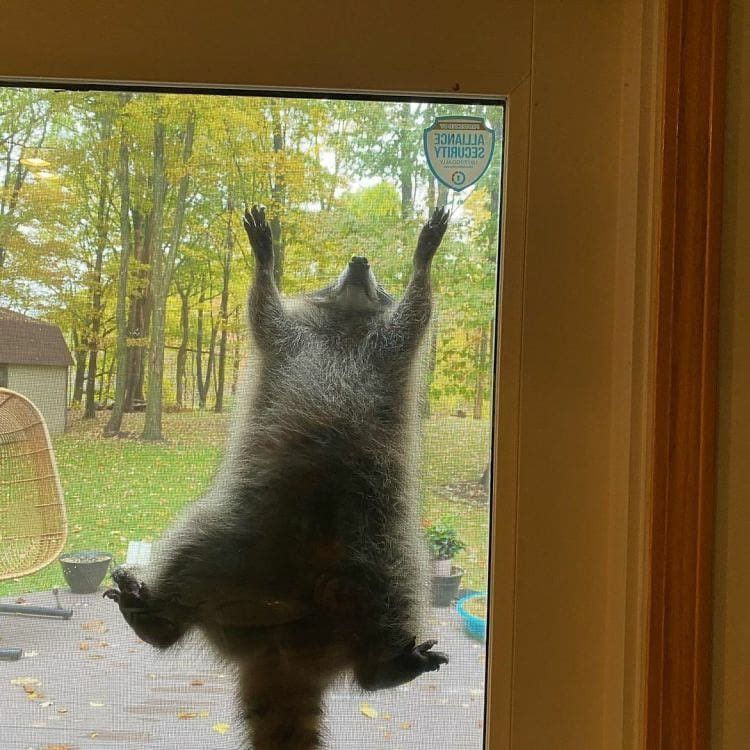 An adorable raccoon.