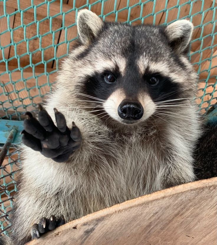 An adorable raccoon.