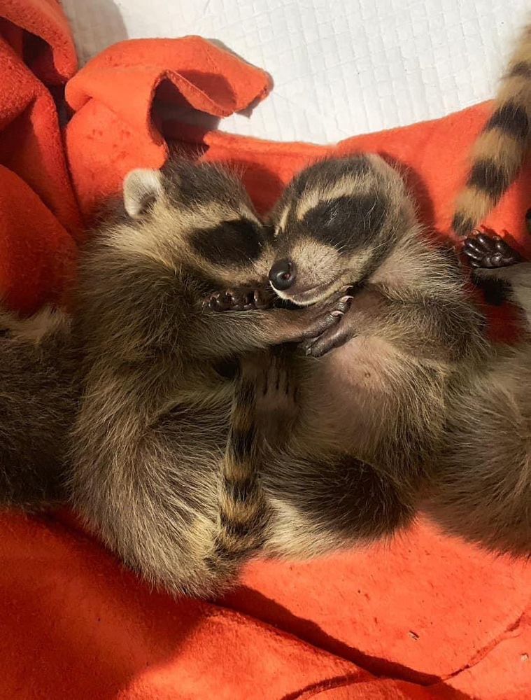 An adorable raccoon.