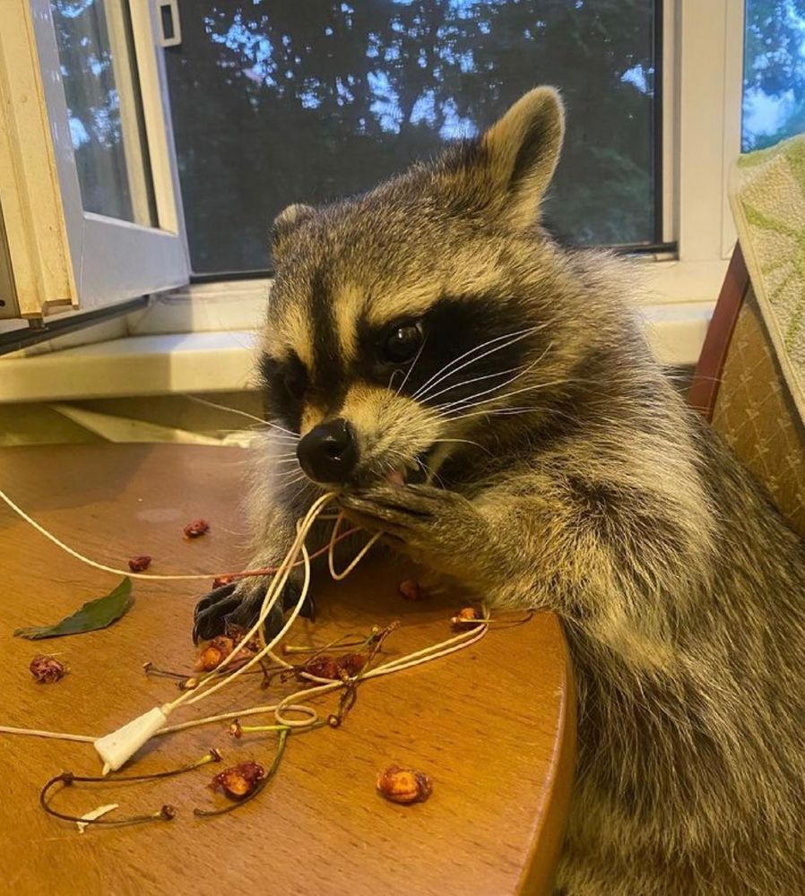 An adorable raccoon.