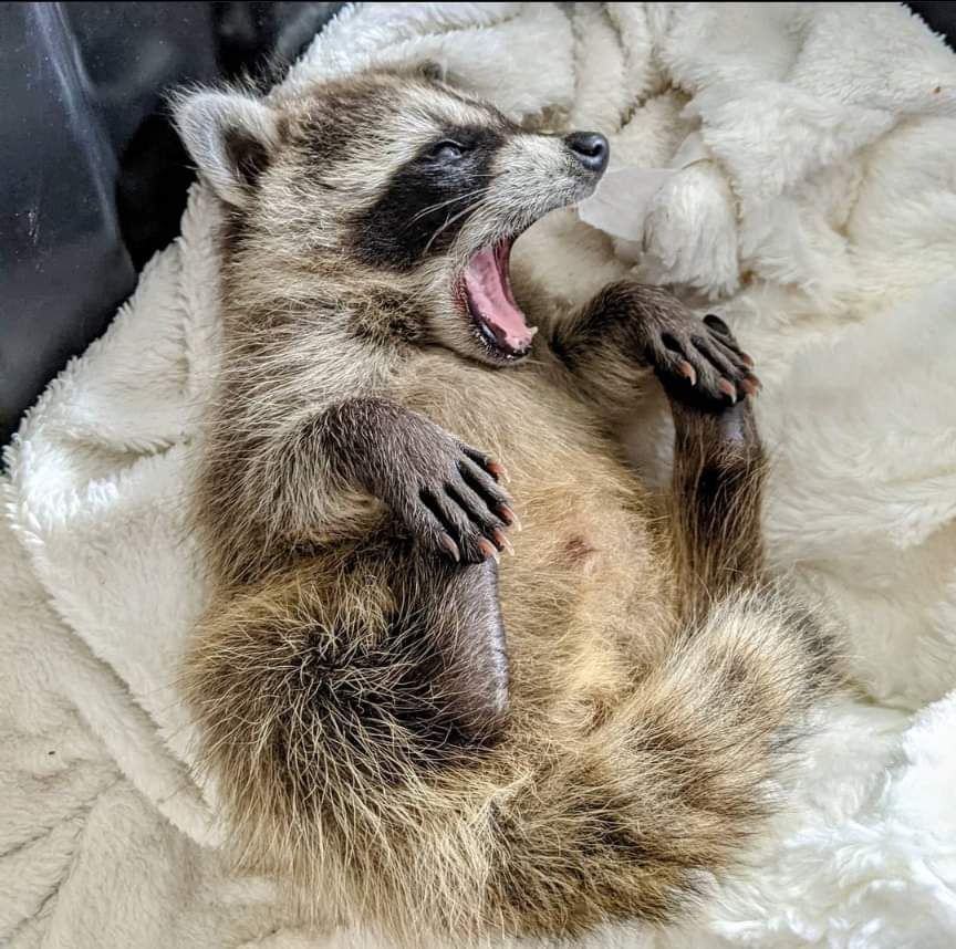 An adorable raccoon.