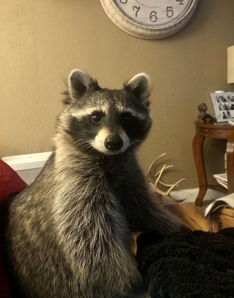 An adorable raccoon.
