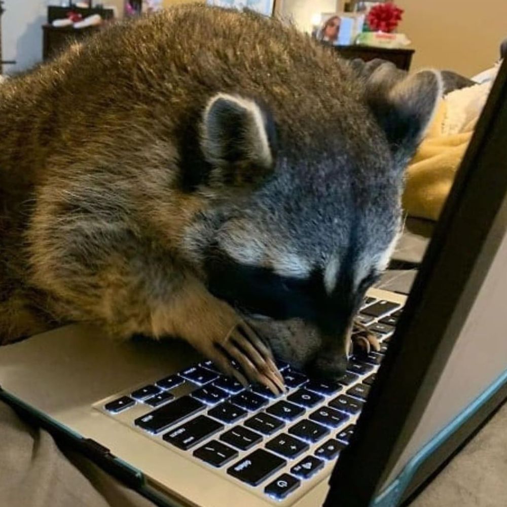 An adorable raccoon.
