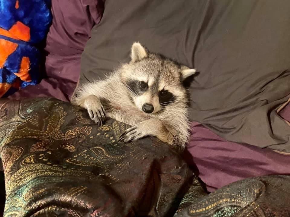 An adorable raccoon.