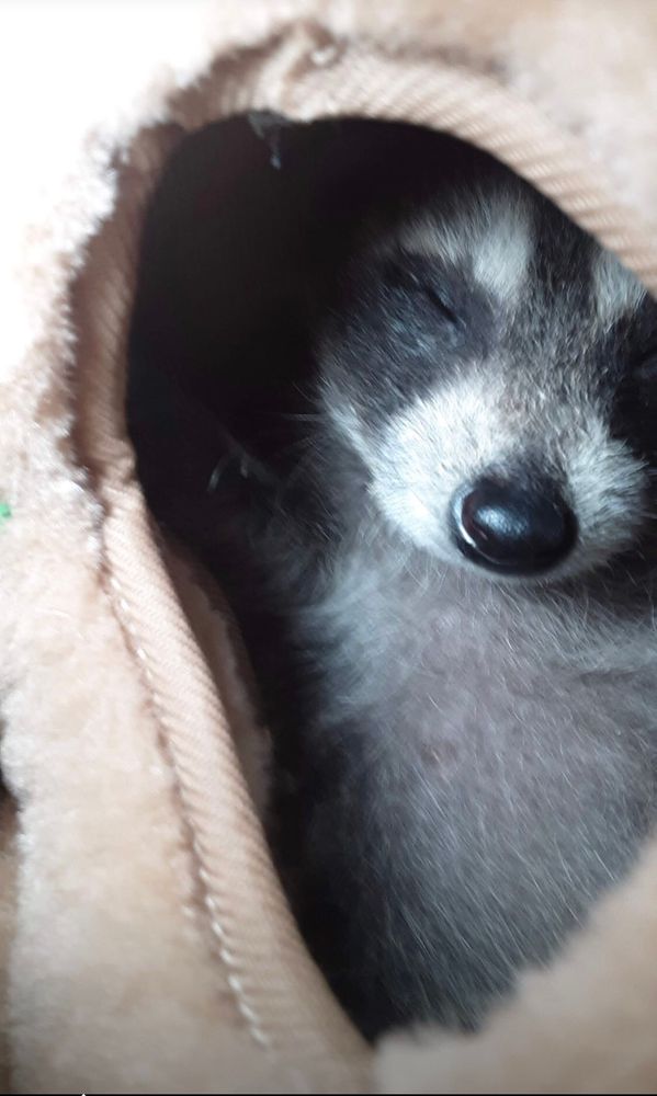 An adorable raccoon.