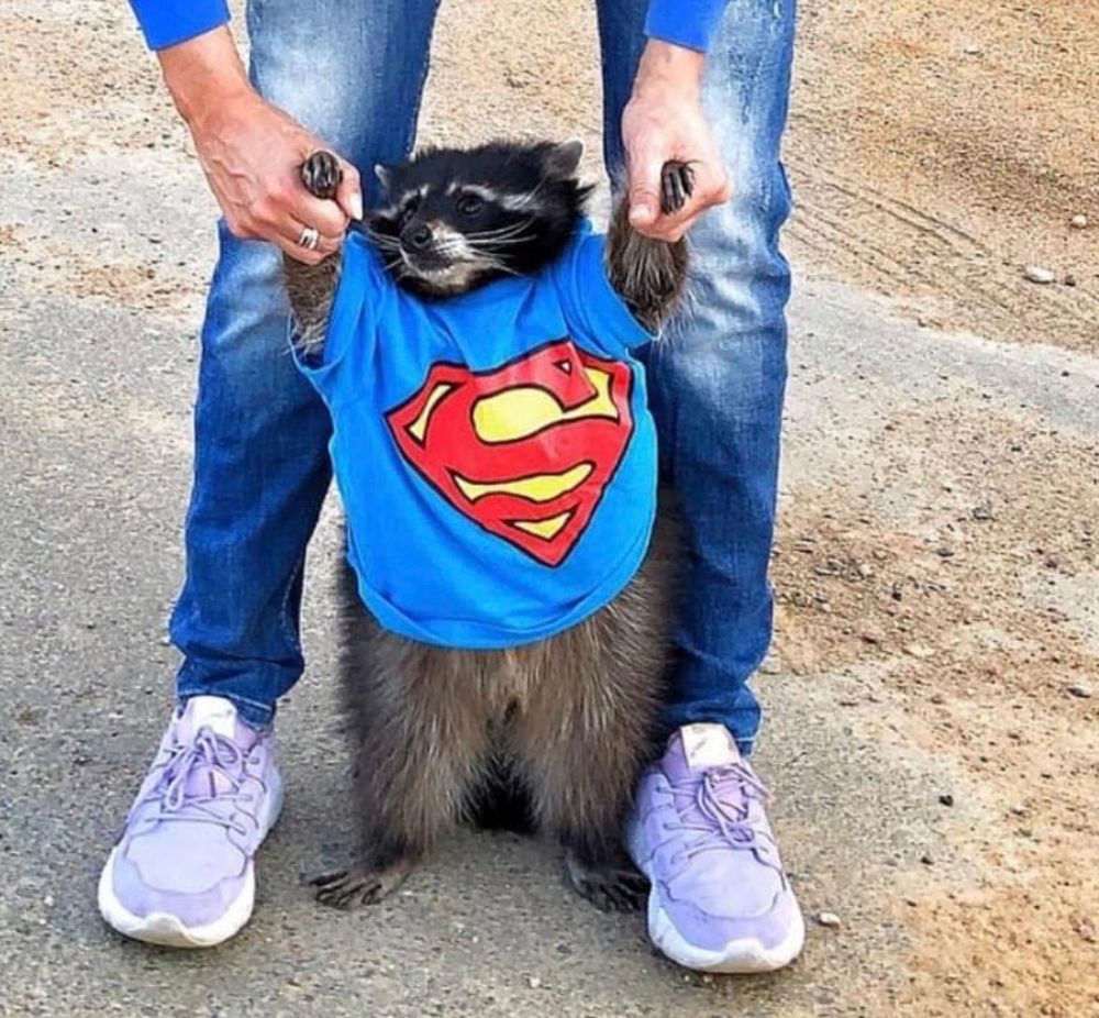 An adorable raccoon.
