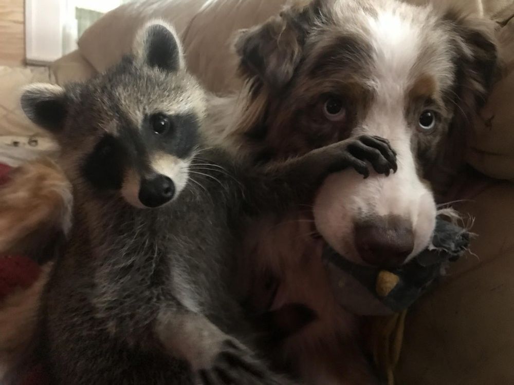An adorable raccoon.