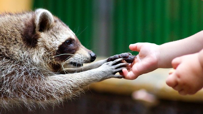 An adorable raccoon.