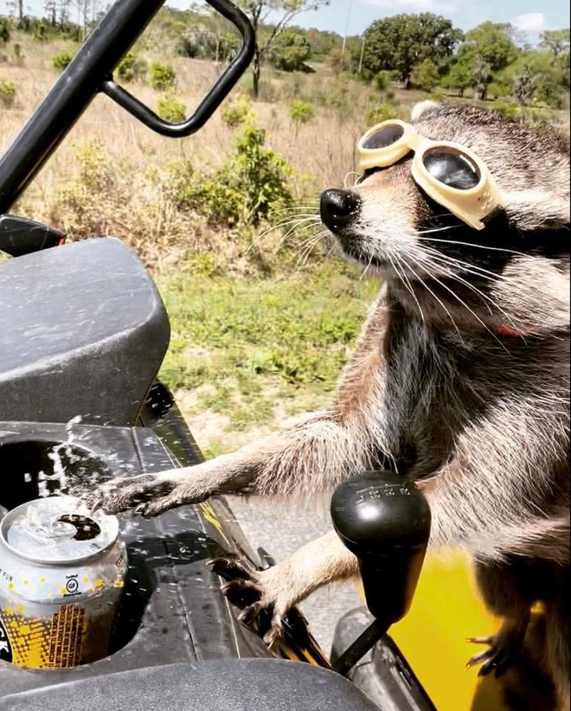 An adorable raccoon.