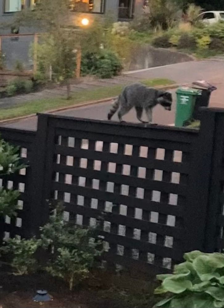 An adorable raccoon.