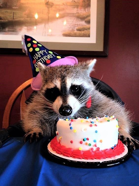 An adorable raccoon.