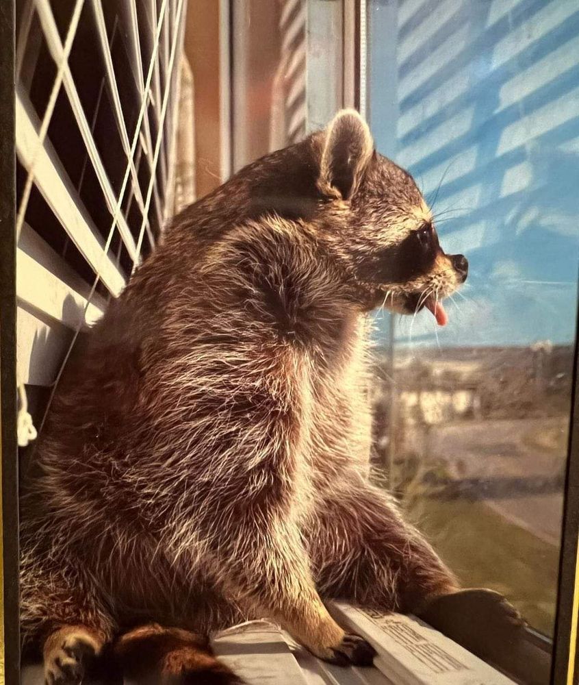 An adorable raccoon.