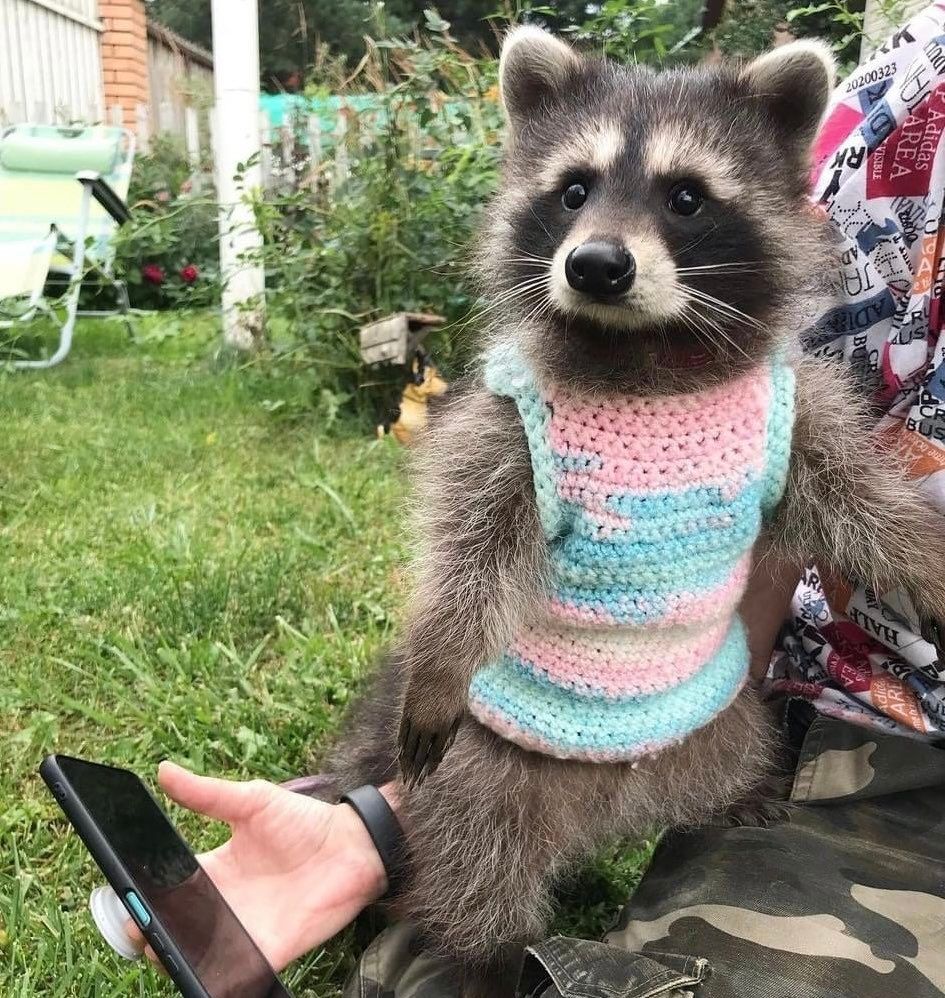 An adorable raccoon.