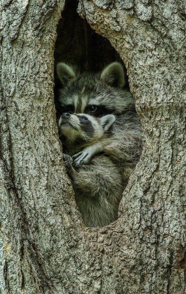 An adorable raccoon.